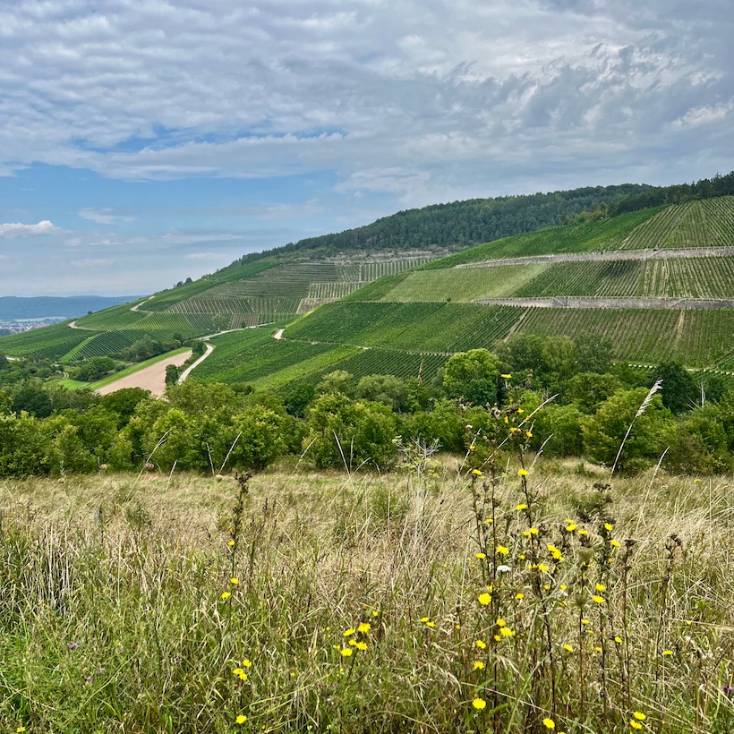 2_zweiuferland_thüngersheim_weinberge