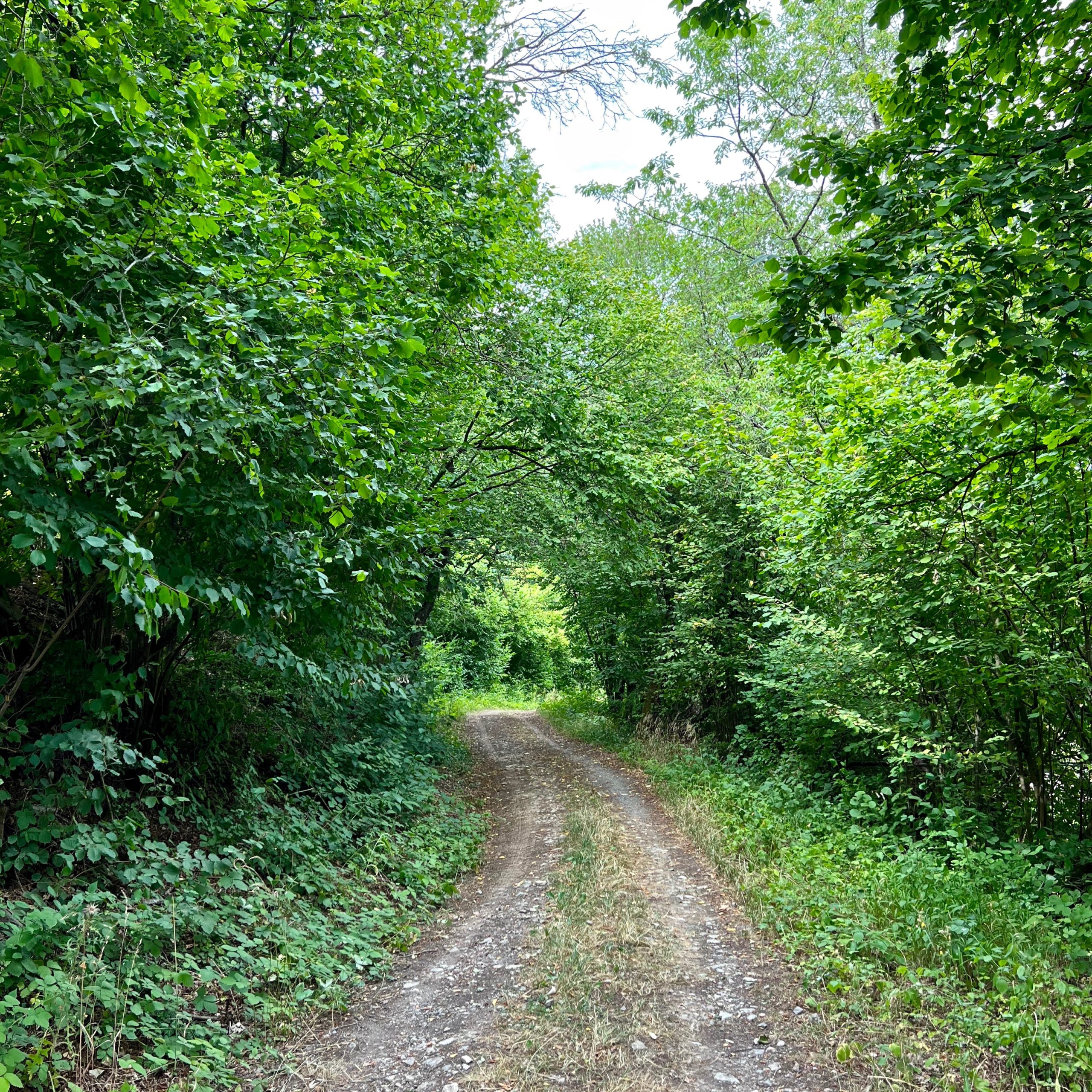 waldweg