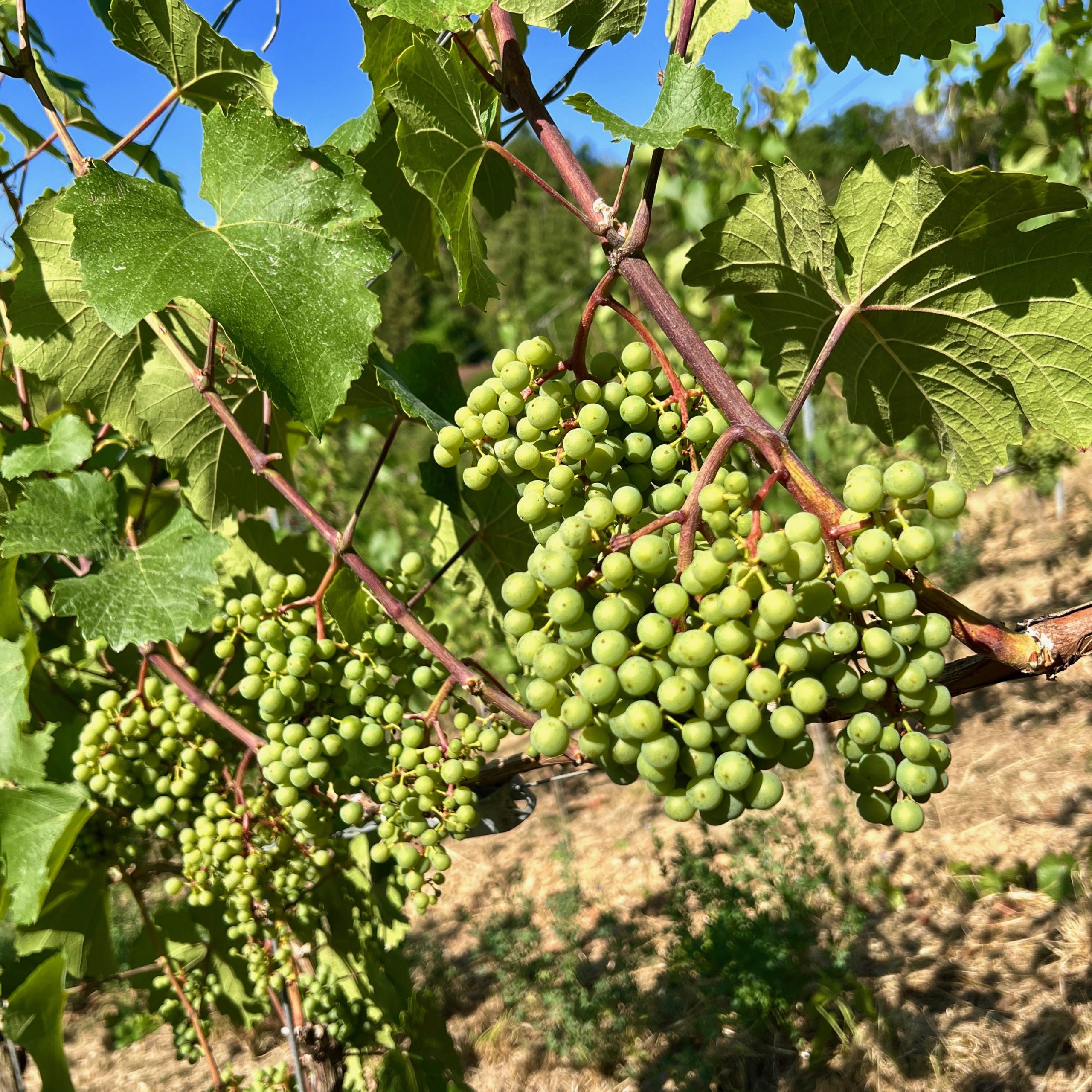 weintrauben_weinberg