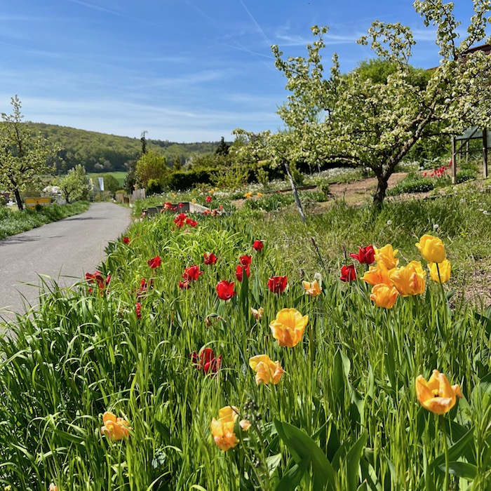 3_frankens saalestück_ramsthal