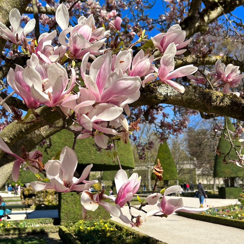 3_magnolien_frühling
