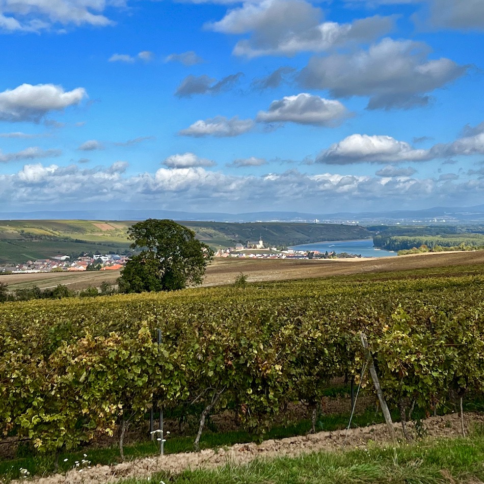 3_nierstein_weinberge