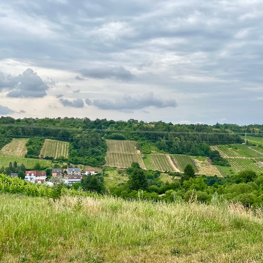 3_randersacker_weingut schenk
