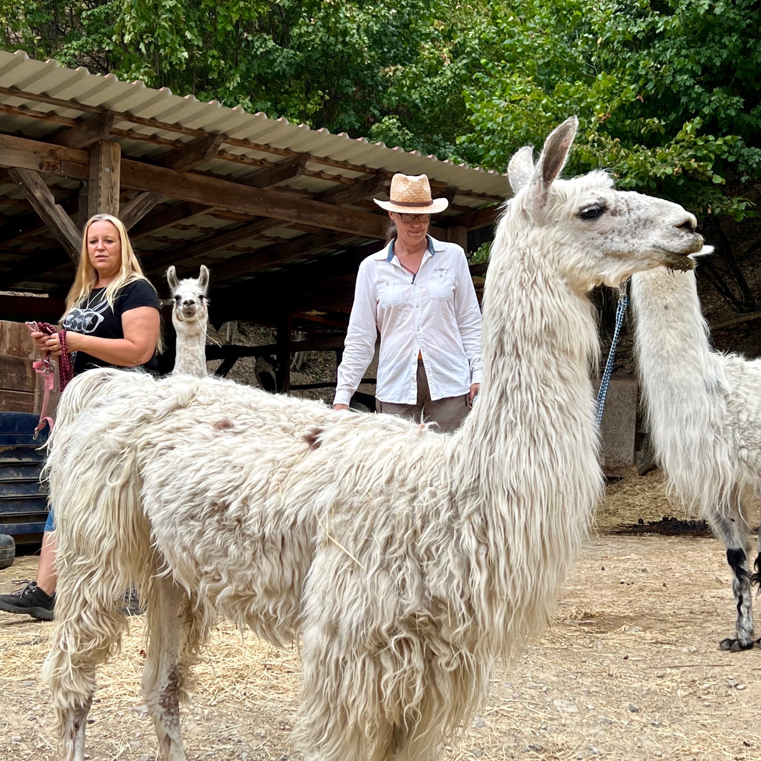 retztal_lamas