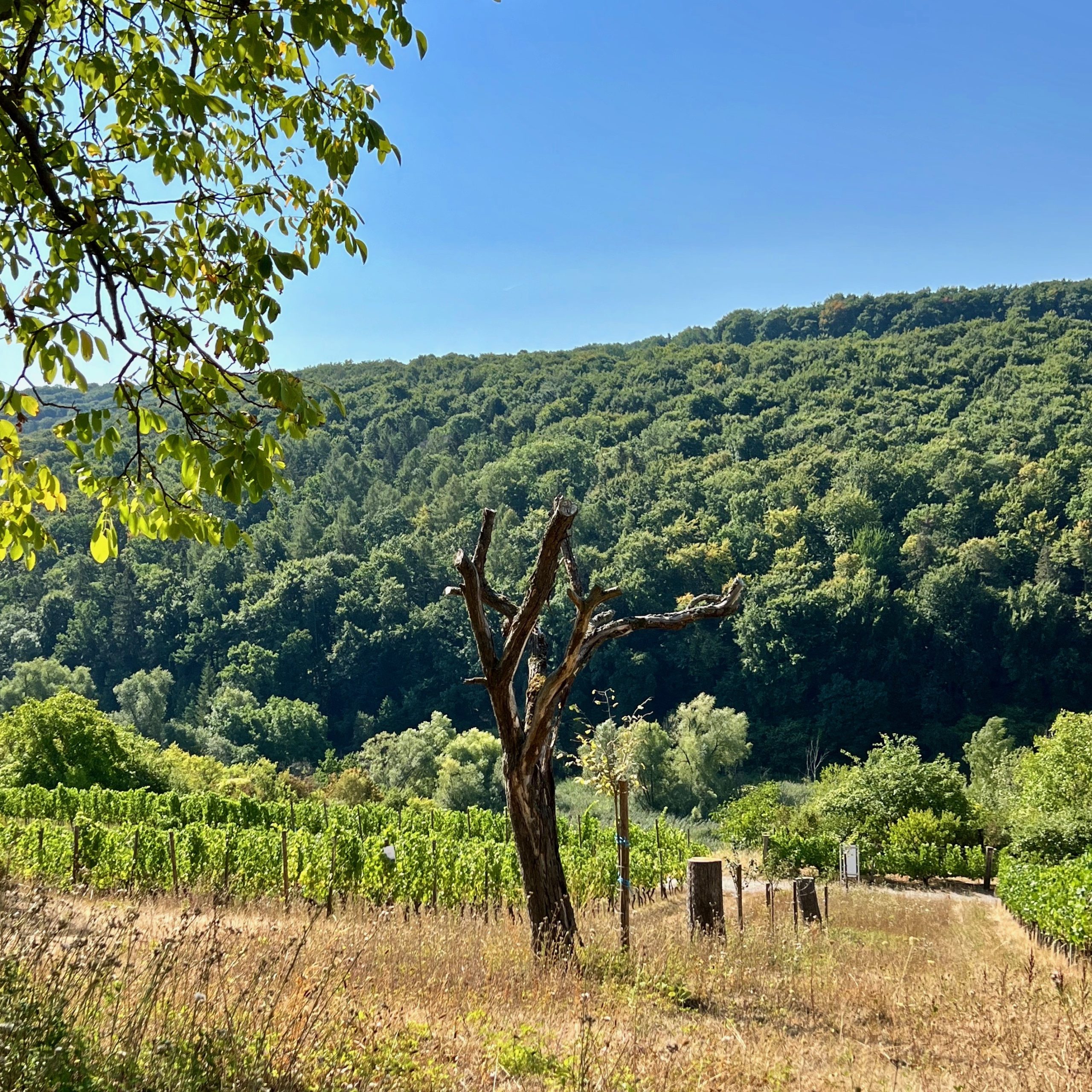 retzbachtal