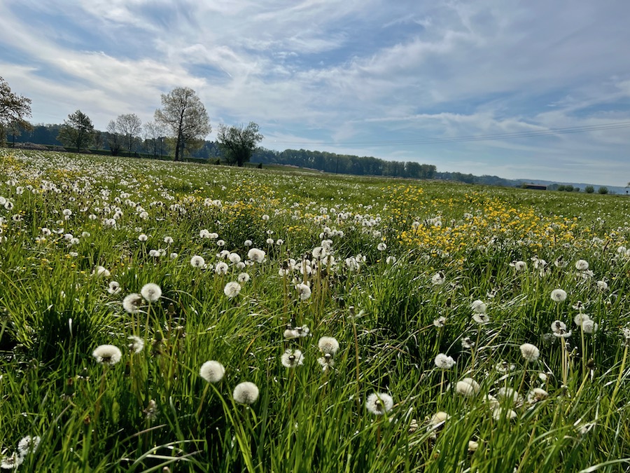 streifzüge_günzstausee