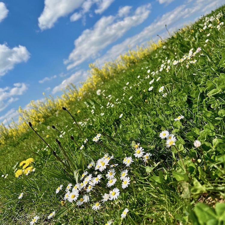 4_blumenwiese_frühling