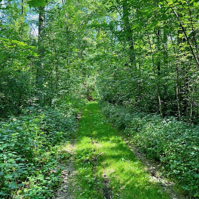 4_donauwald_wanderweg