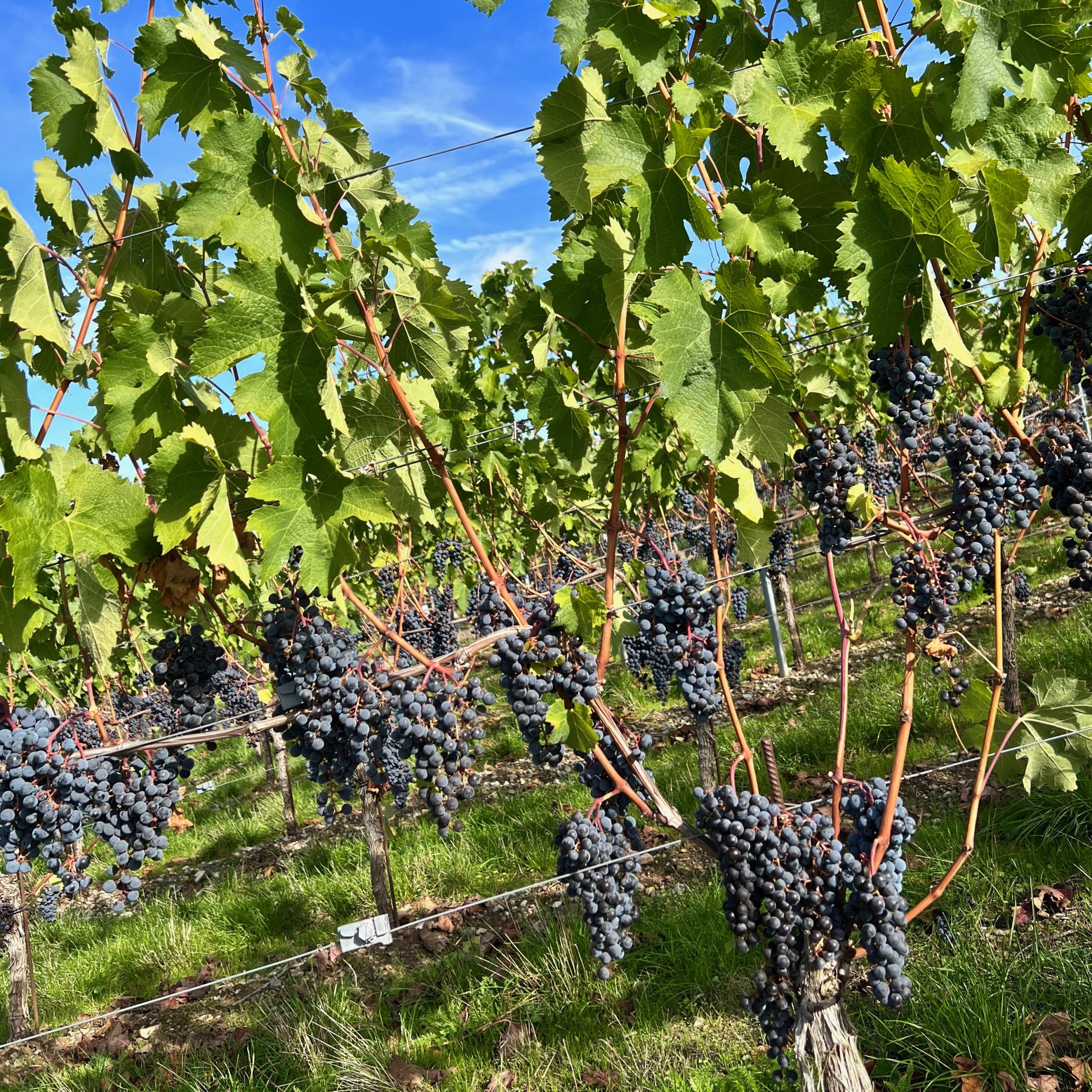 merlot_rebstoecke