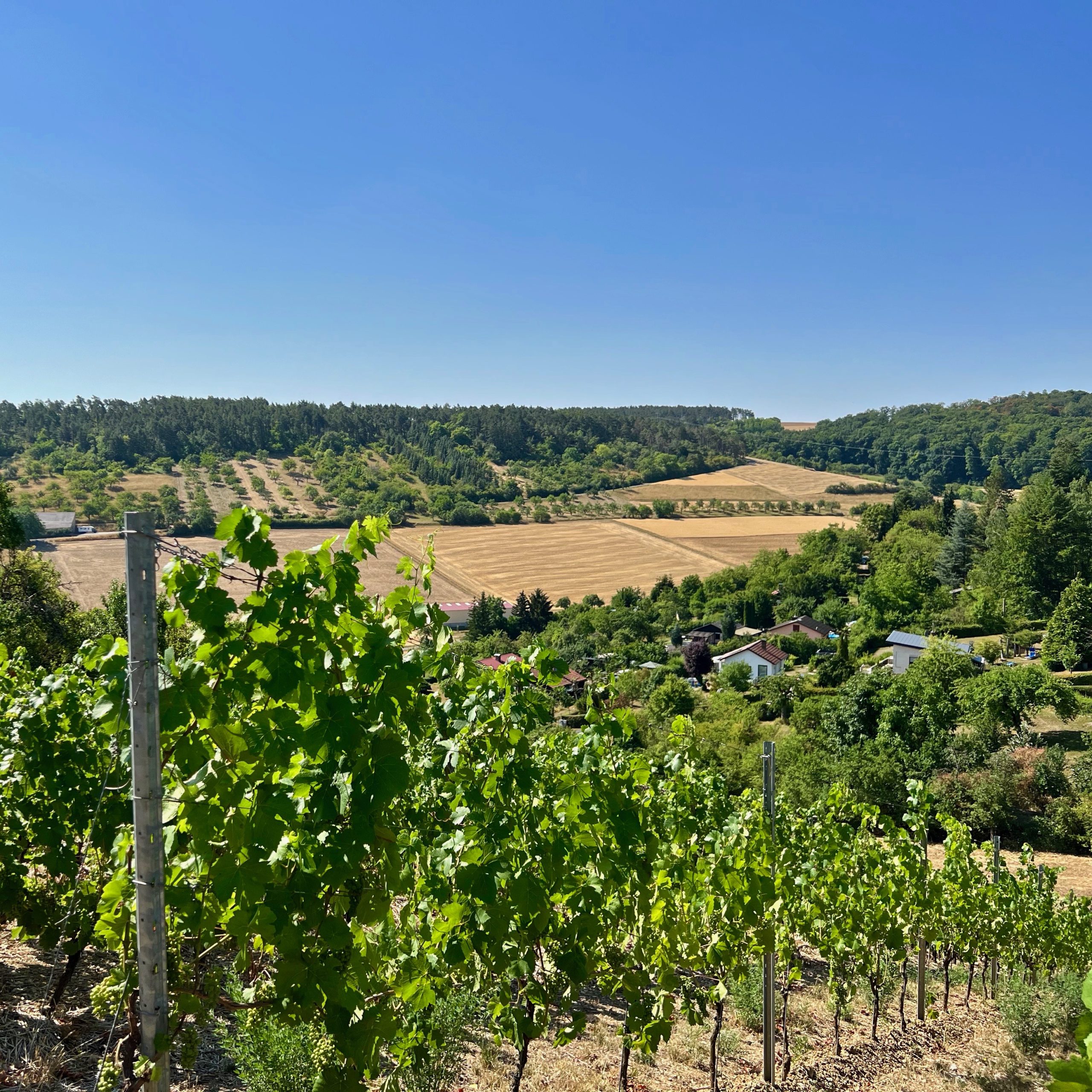 leinacher_weinberge