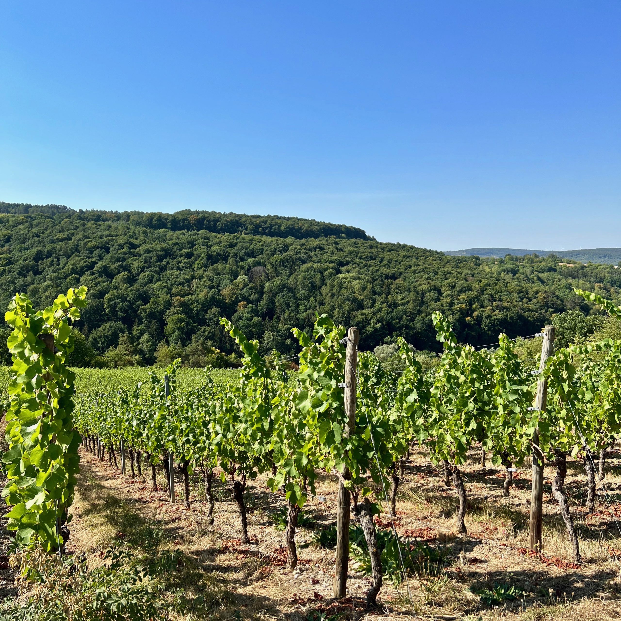 weinberge