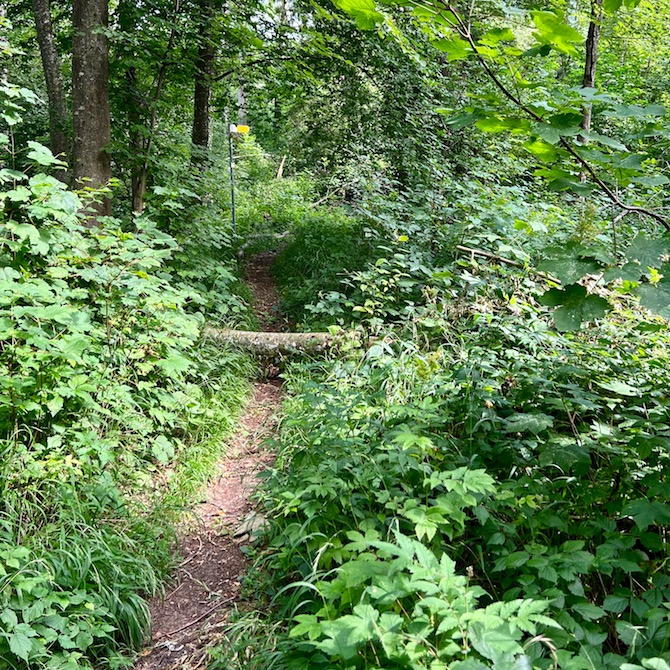 5_donauwald_wanderweg