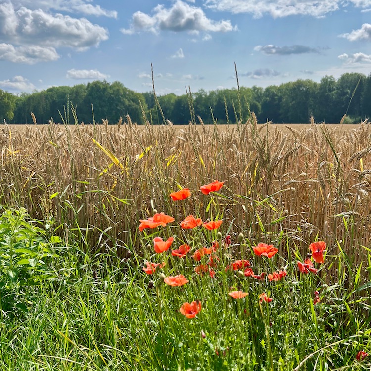 5_donauwald_wanderweg