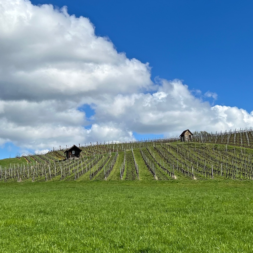 5_markt einersheim_weinberge
