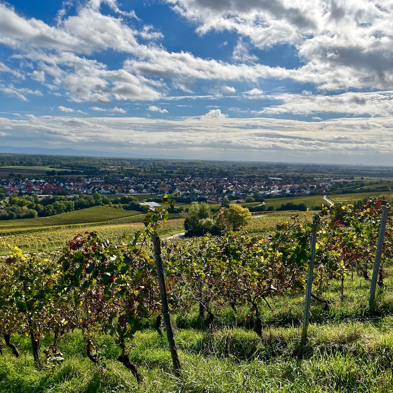 5_oppenheim_weinberge