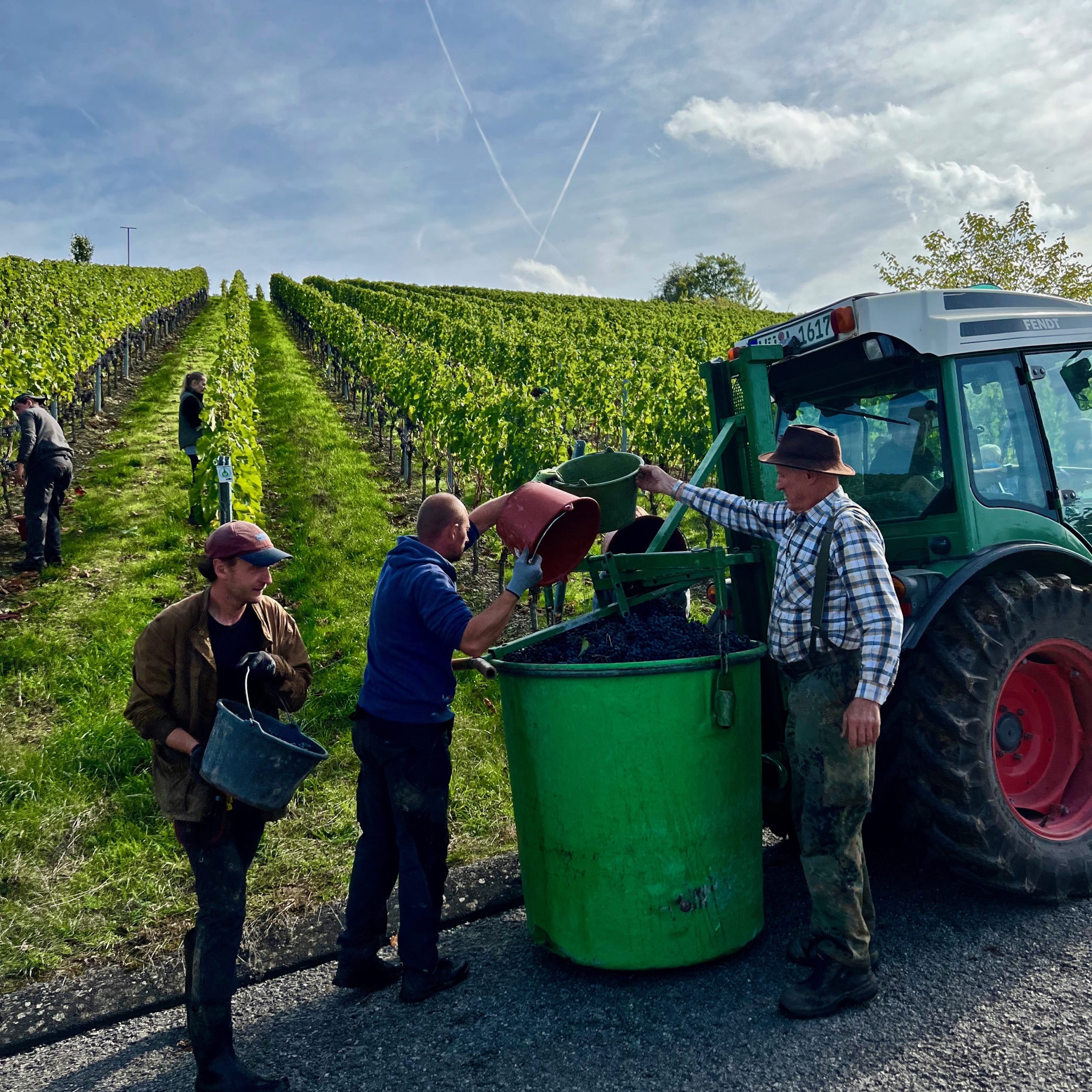 weinlese_michael_goepfert