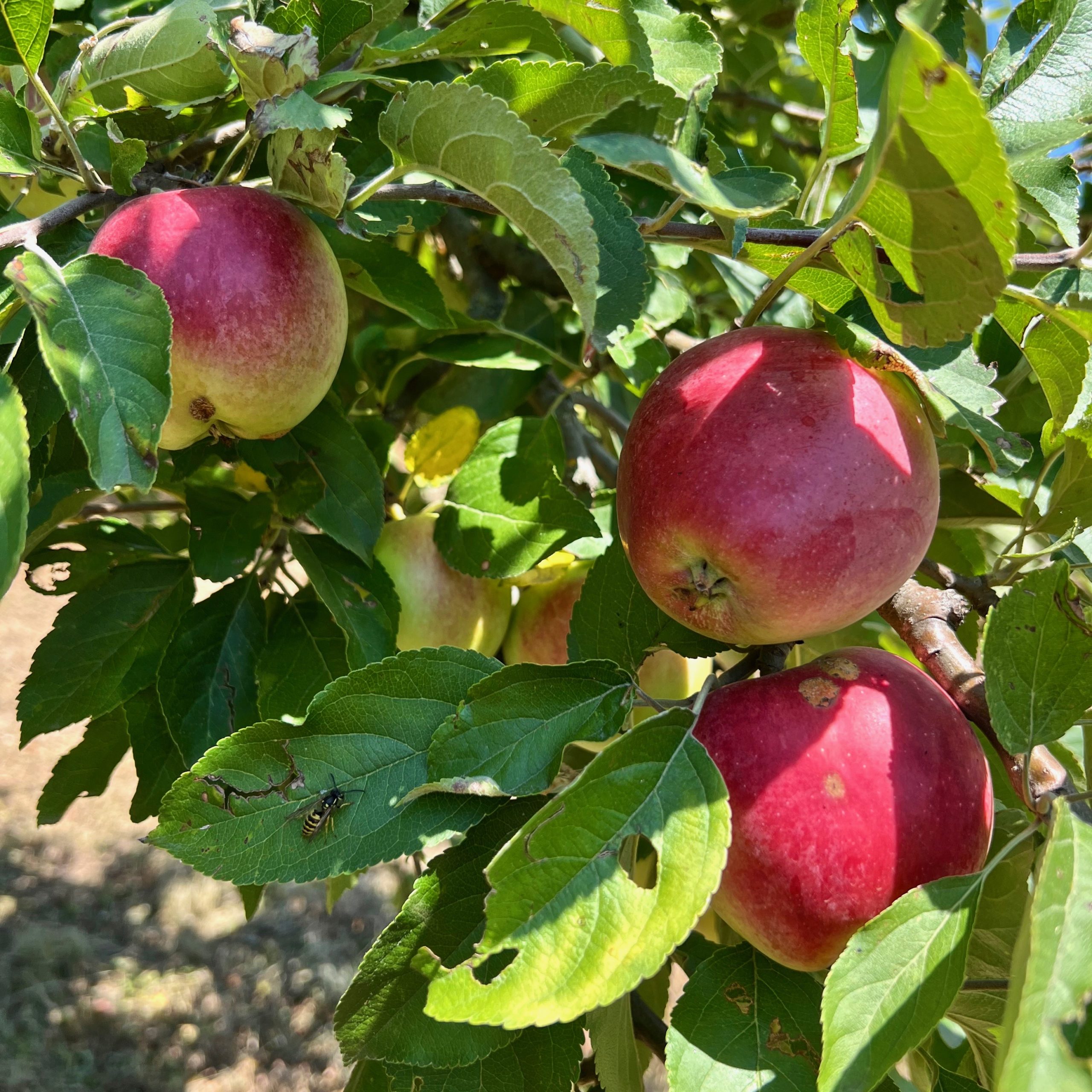 apfelbaum