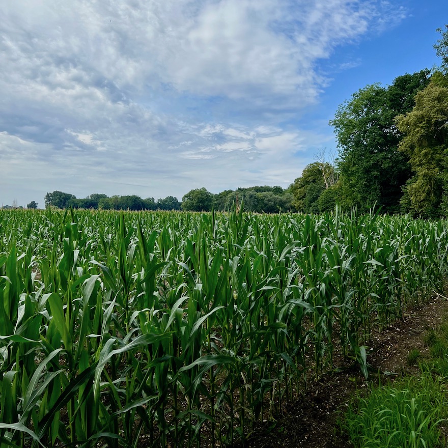 6_donauwald_wanderweg