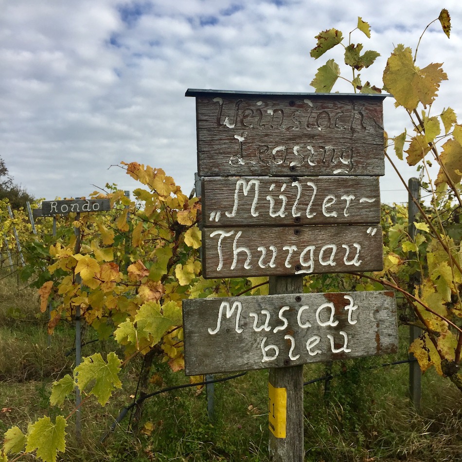 7_Weinrebsorten