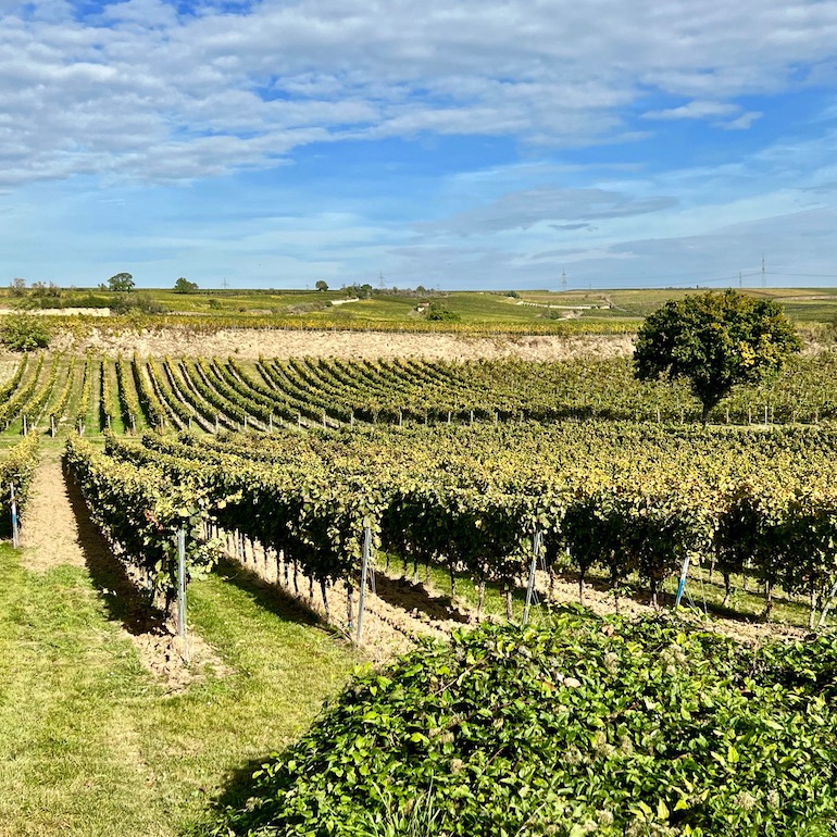 7__westhofen_wingertsheisjer wanderweg