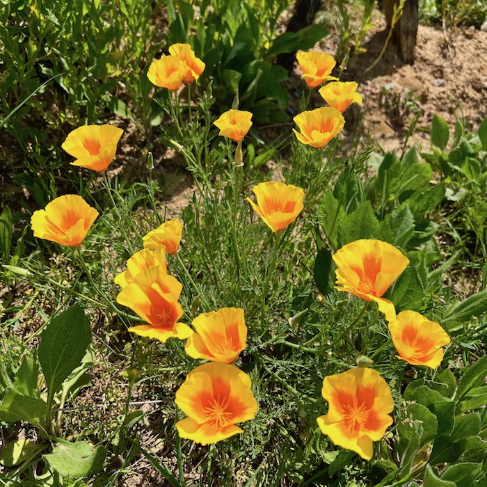7_goldmohn_frühling