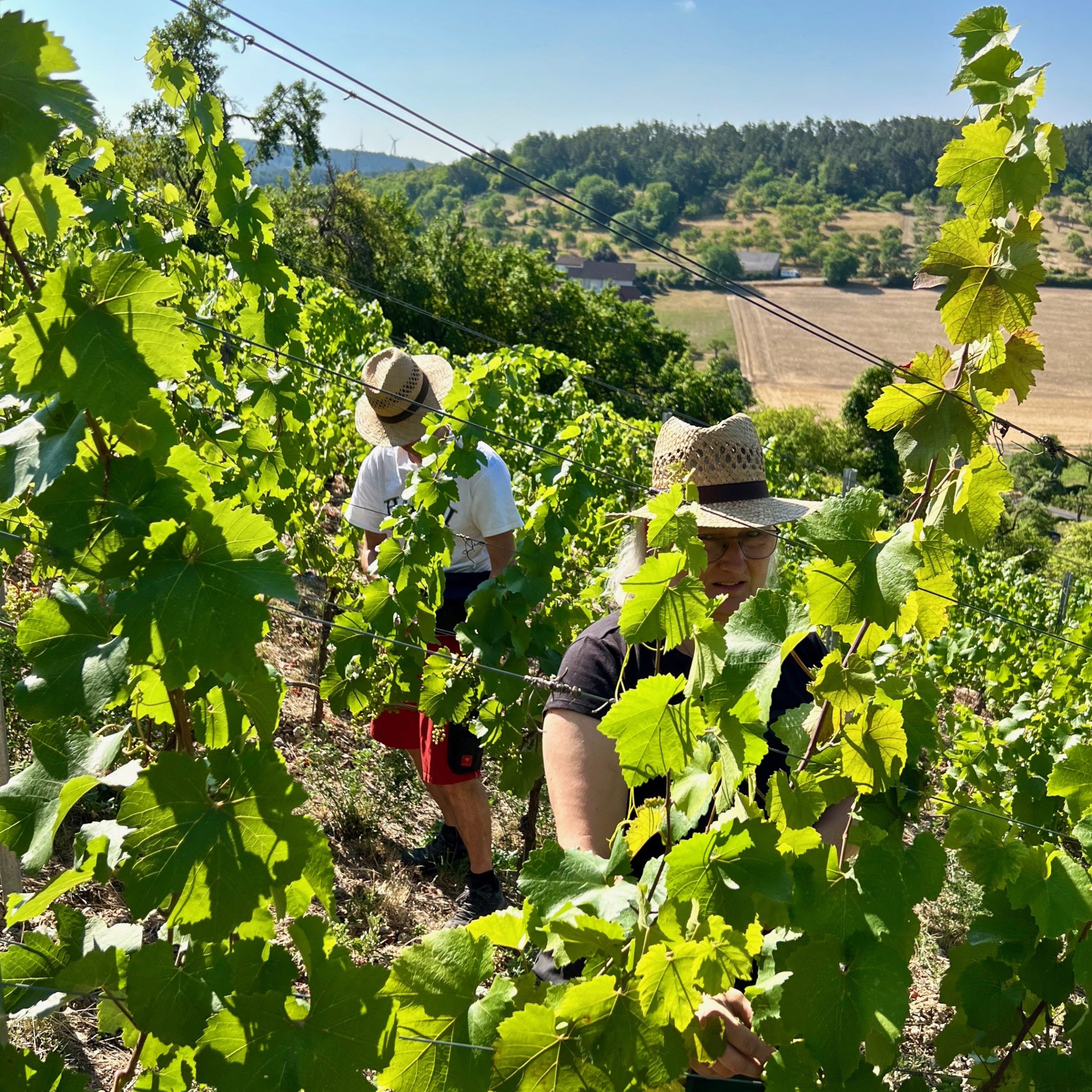weinbau_oechsner