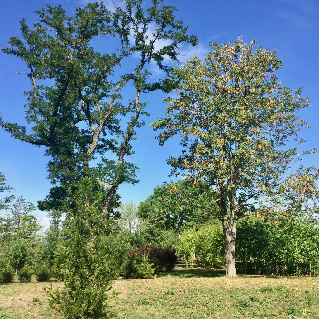 Landesgartenschau