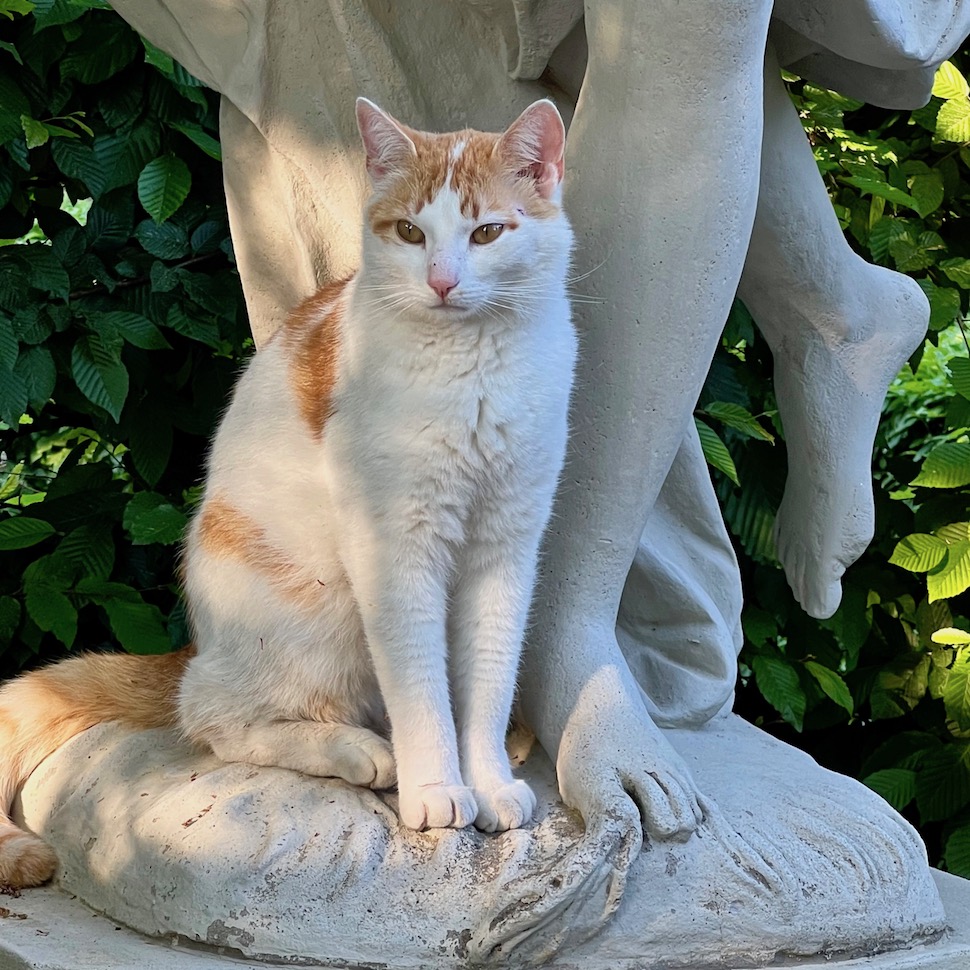 8_Katze im Hofgarten