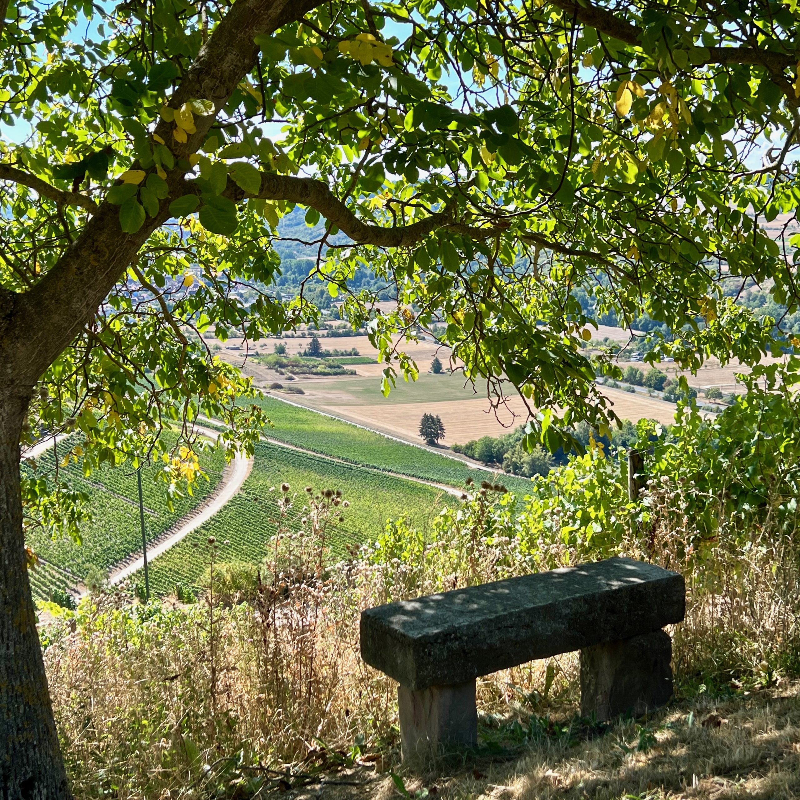 ausblick_weinberge