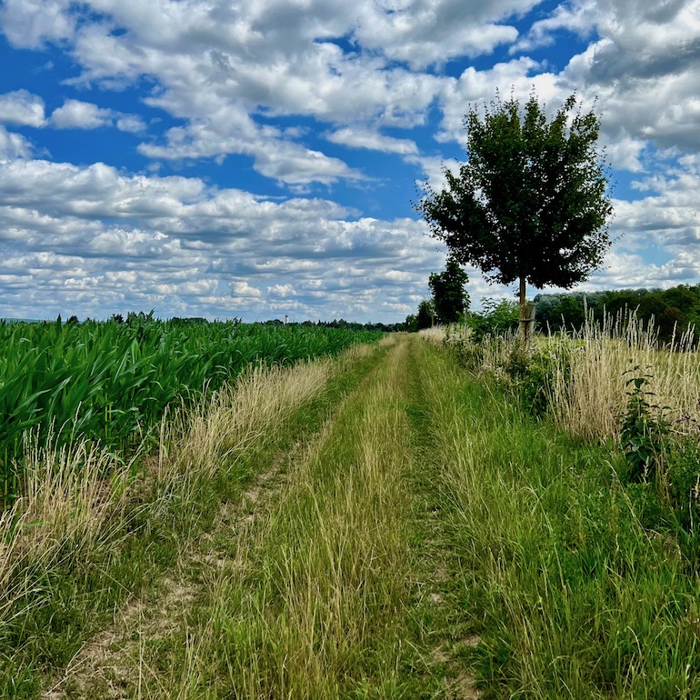 8_donauwald_wanderweg