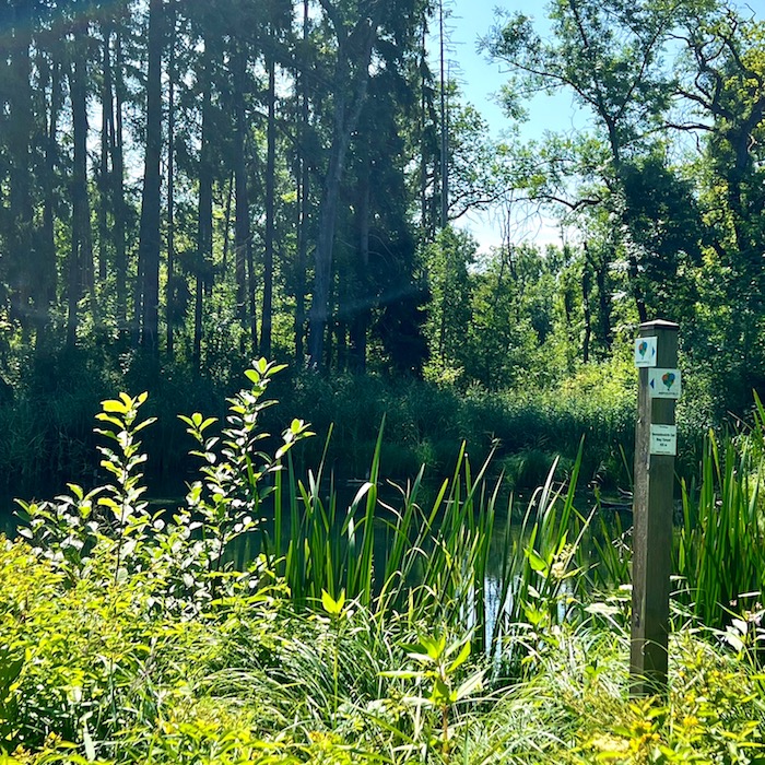 8_donauwald_wanderweg