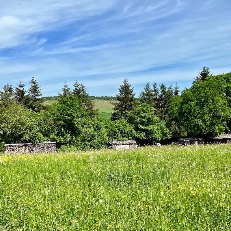 8_felder und wiesen_frühling