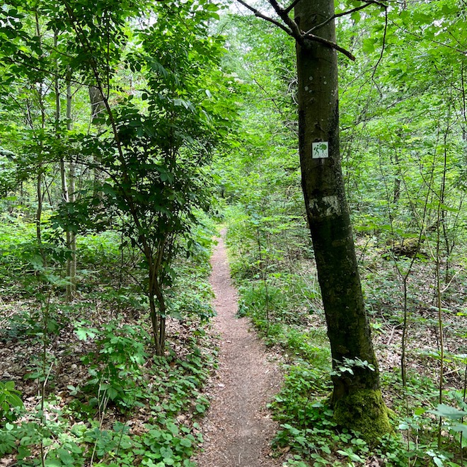 8_handthal_waldläufer und weinpanorama_waldpfad