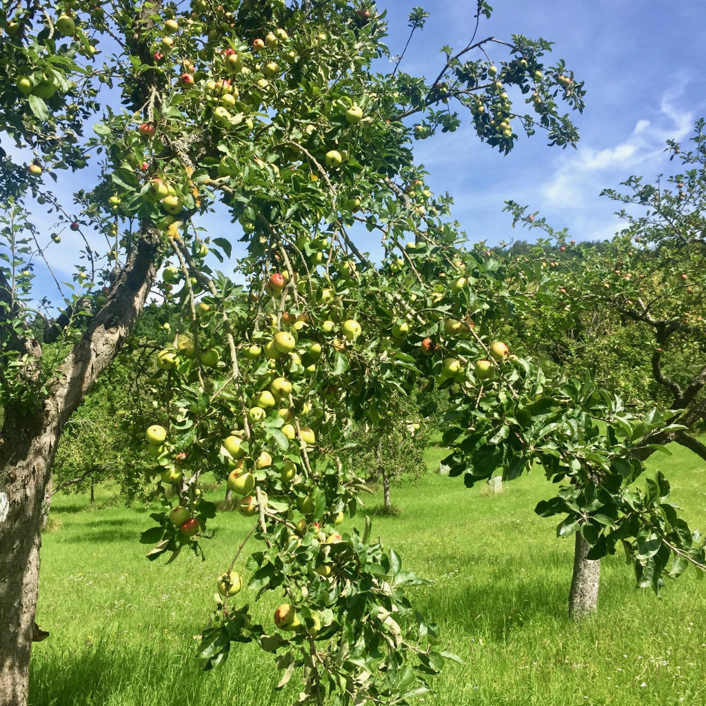 bauernregeln_august