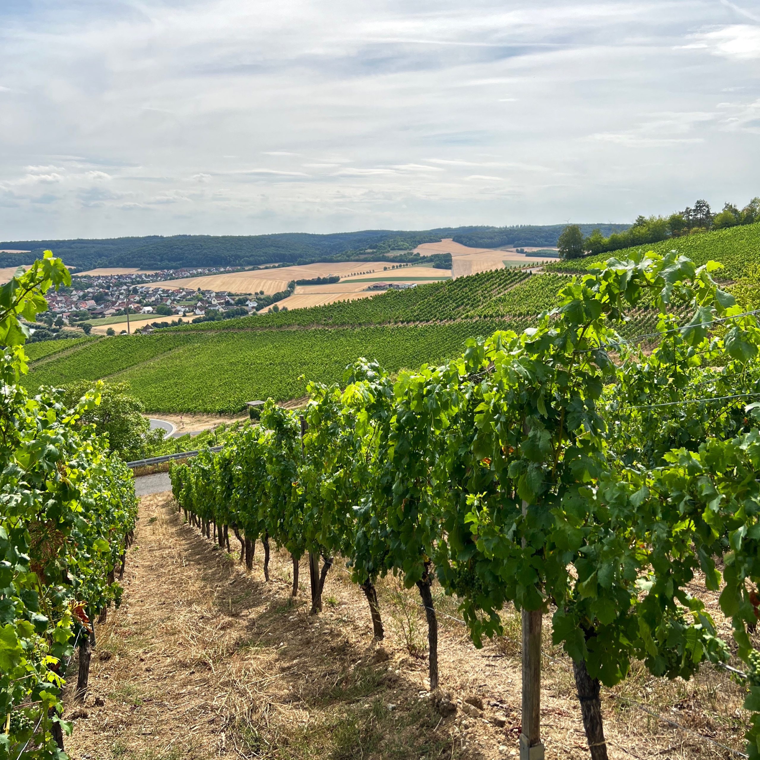 stettener_weinberge