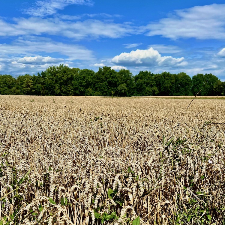 9_donauwald_wanderweg