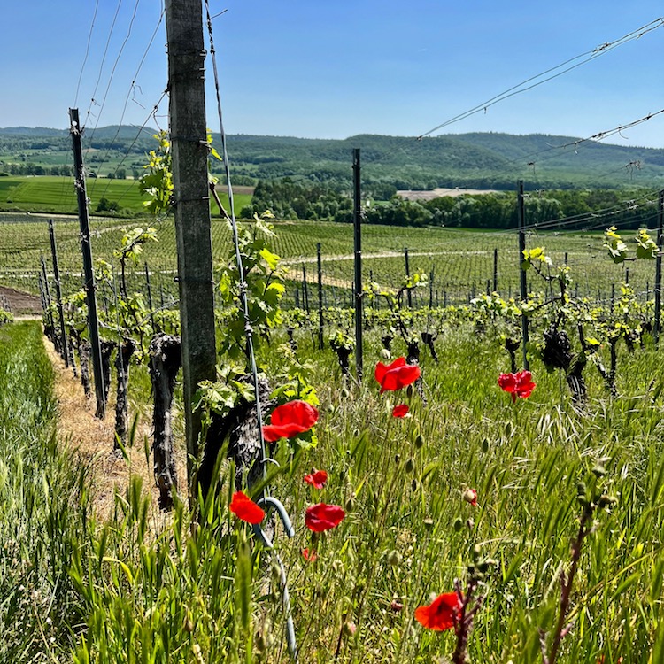 9_hüttenheim_weinberge
