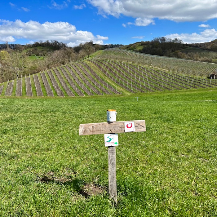 9_markt einersheim_weinberge