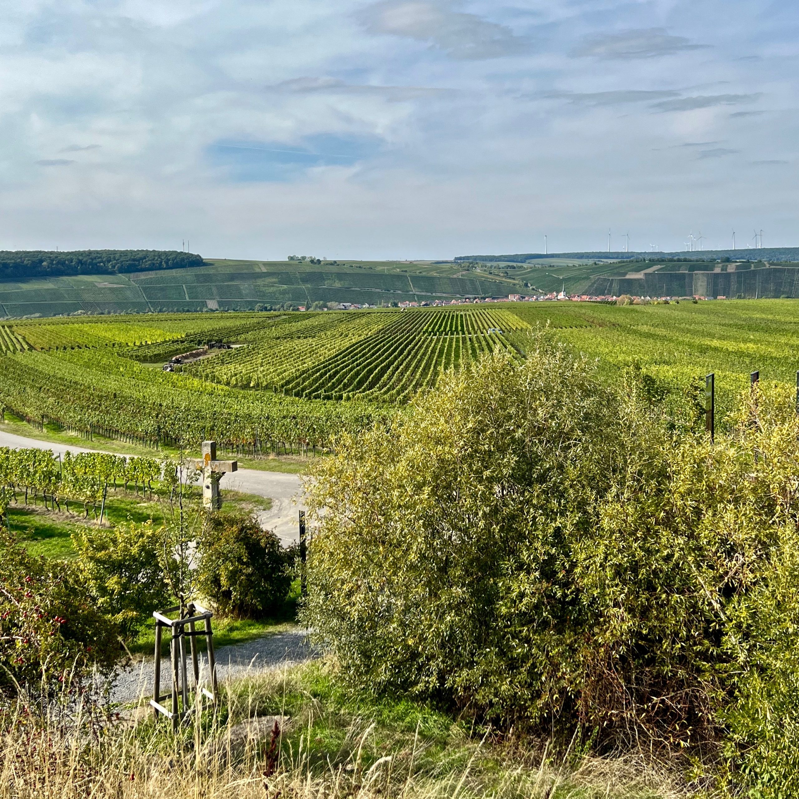 terroir f_weininsel
