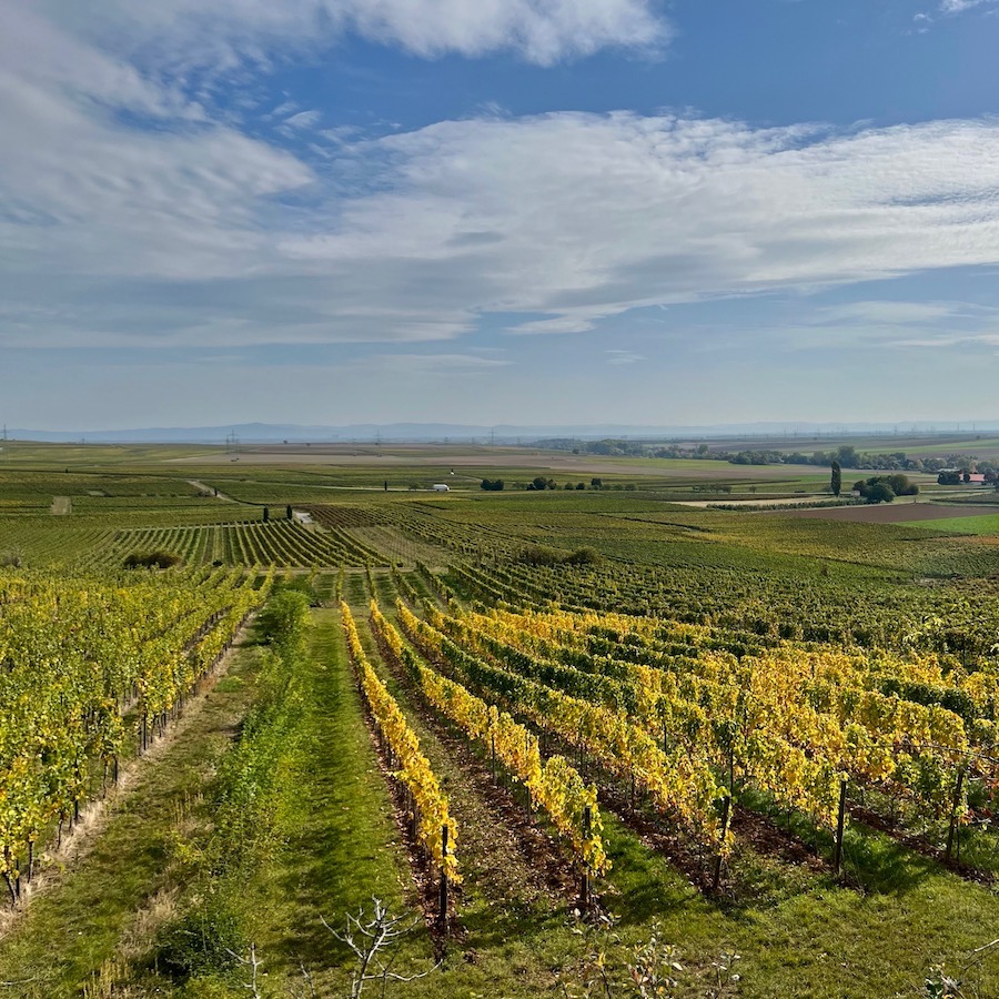 9_westhofen_wingertsheisjer wanderweg