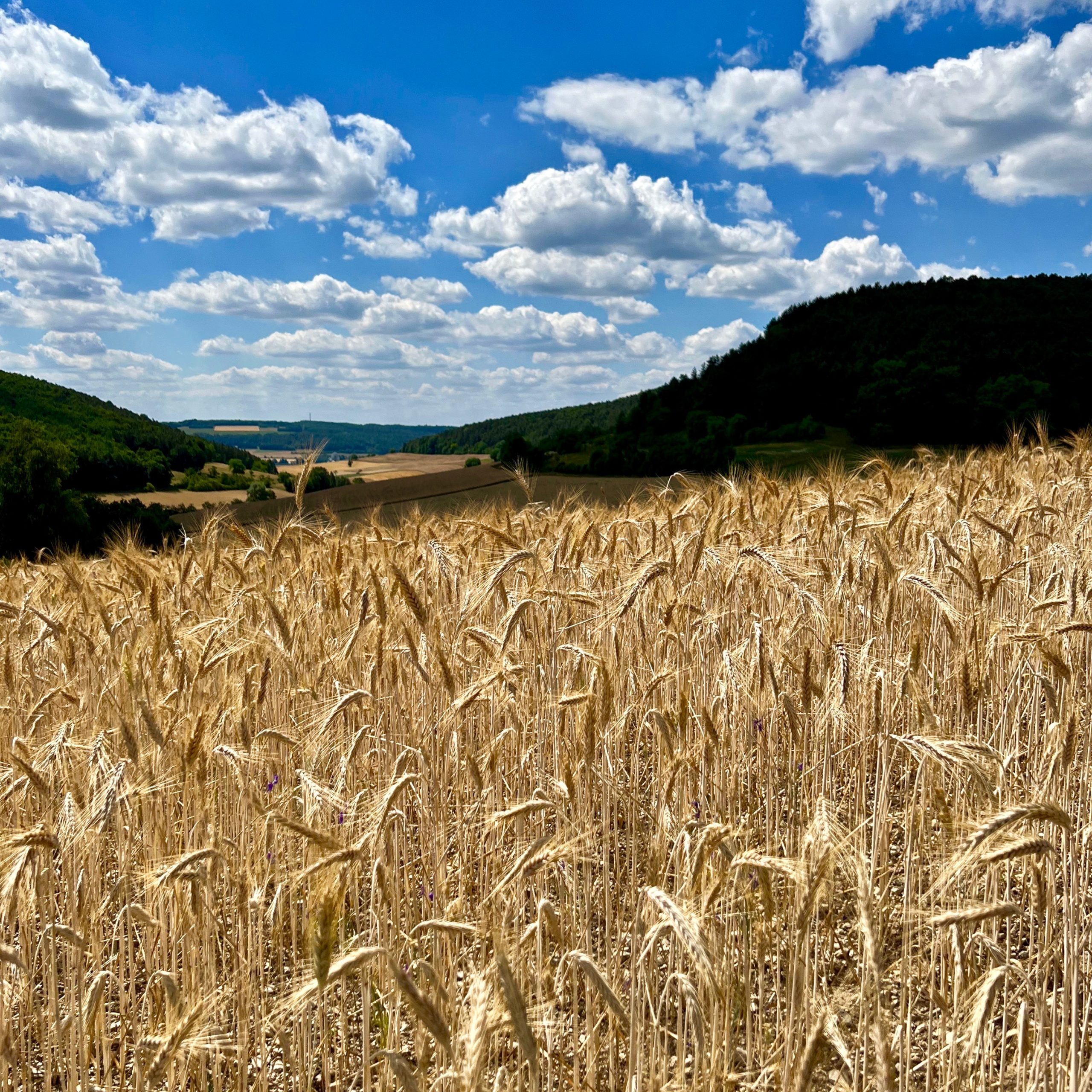 getreidefeld_feuerthal