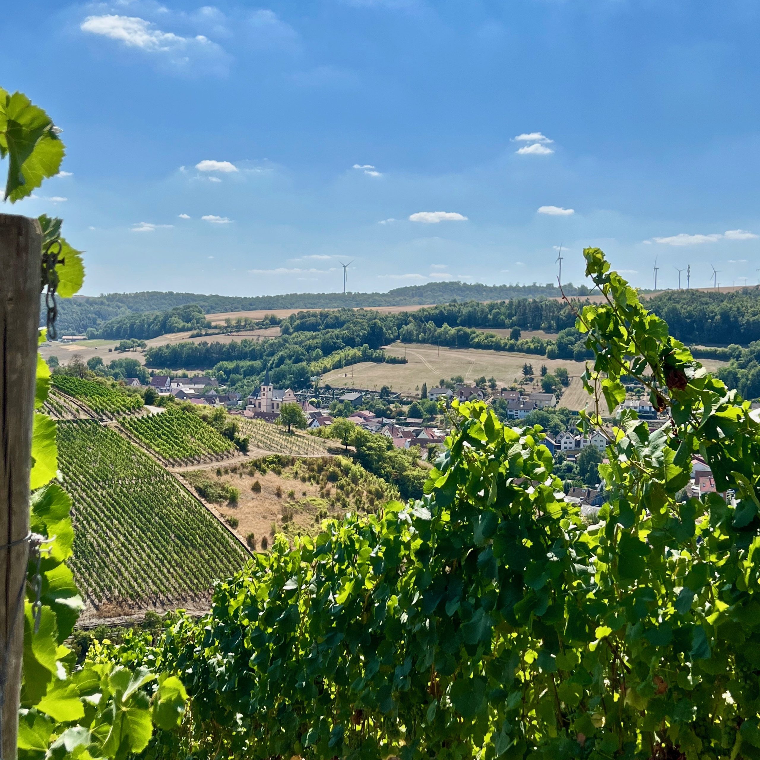 weinberge
