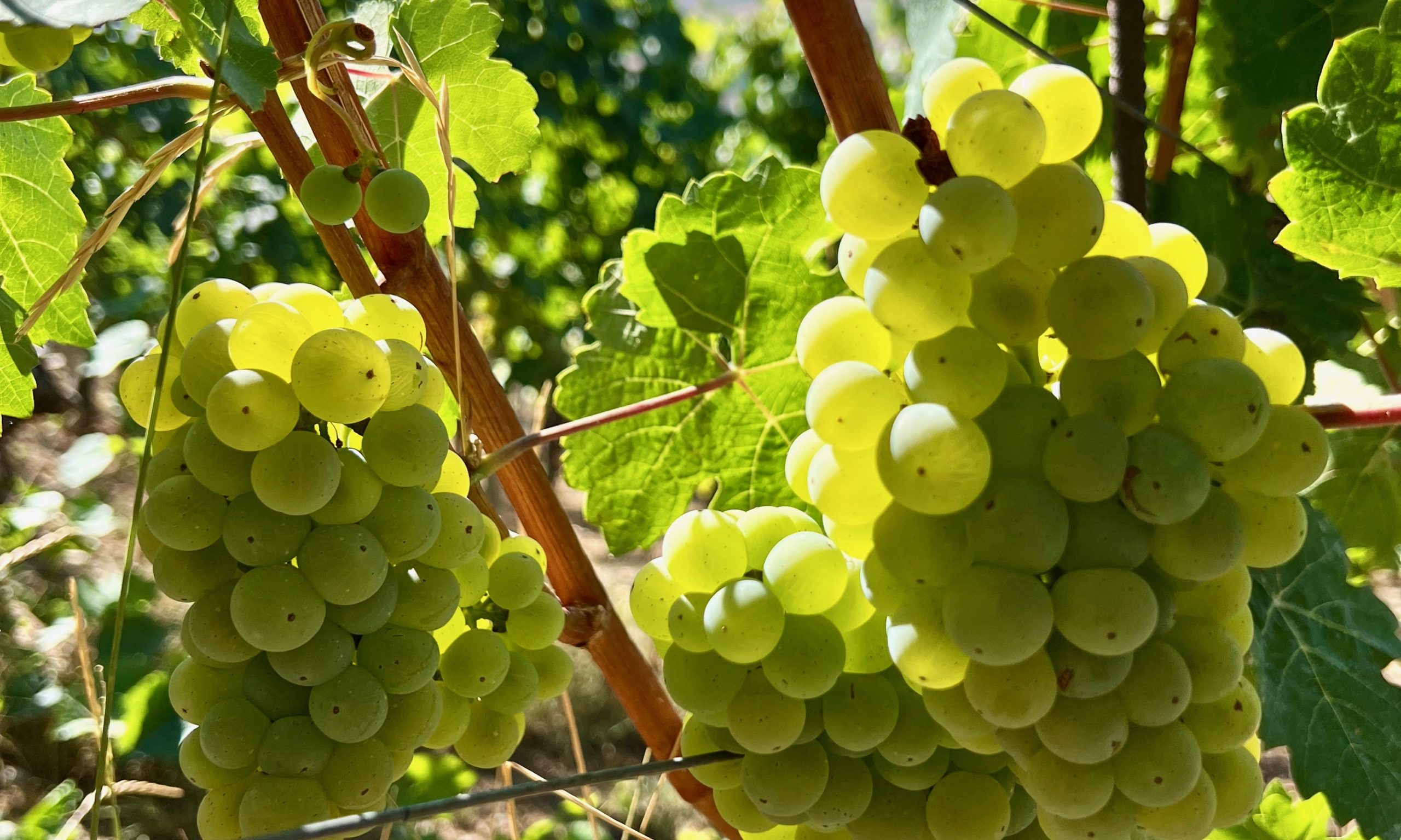 Bacchus_Weintrauben