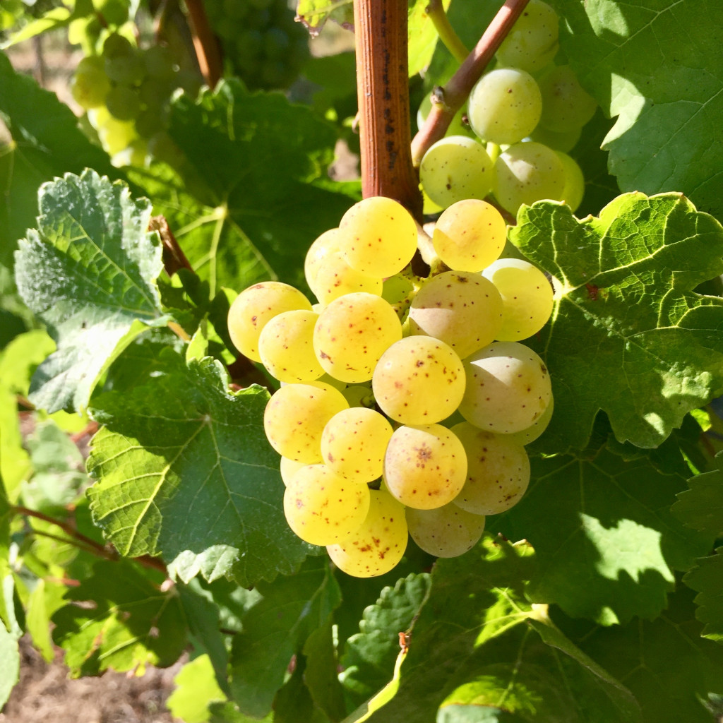 Weintrauben