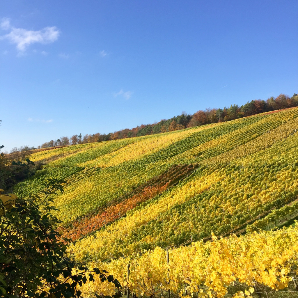 Weinberge