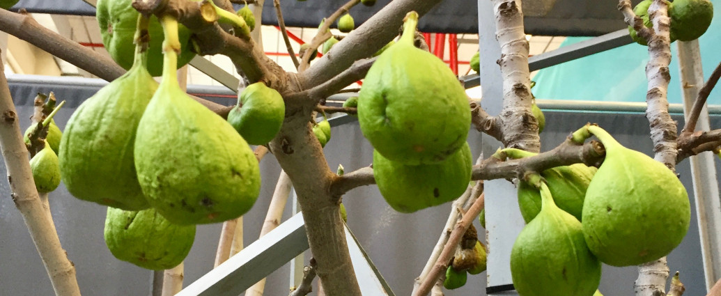 Landesgartenschau 2018