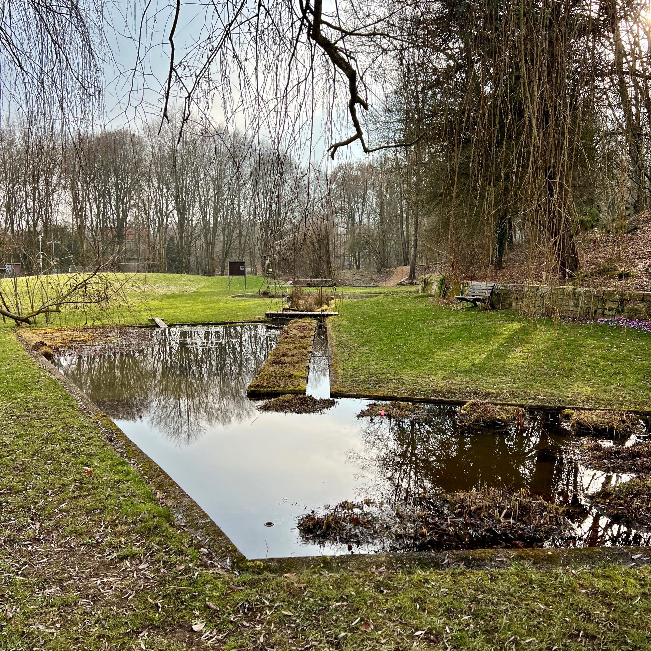a_freigelände_teichpflanzen
