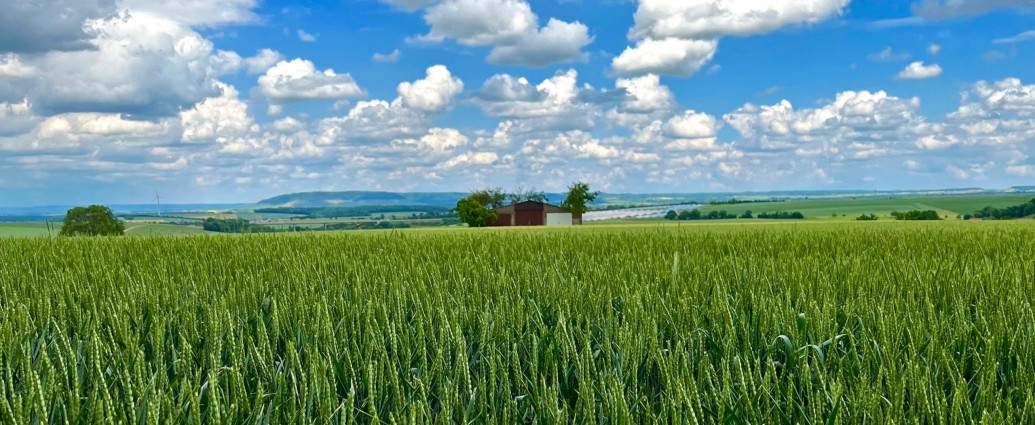 bauernregeln_getreidefeld