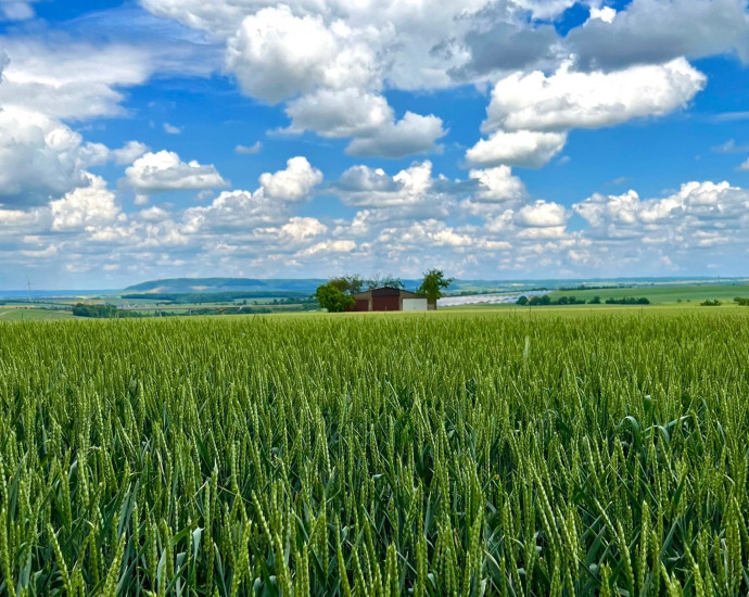 bauernregeln_getreidefeld