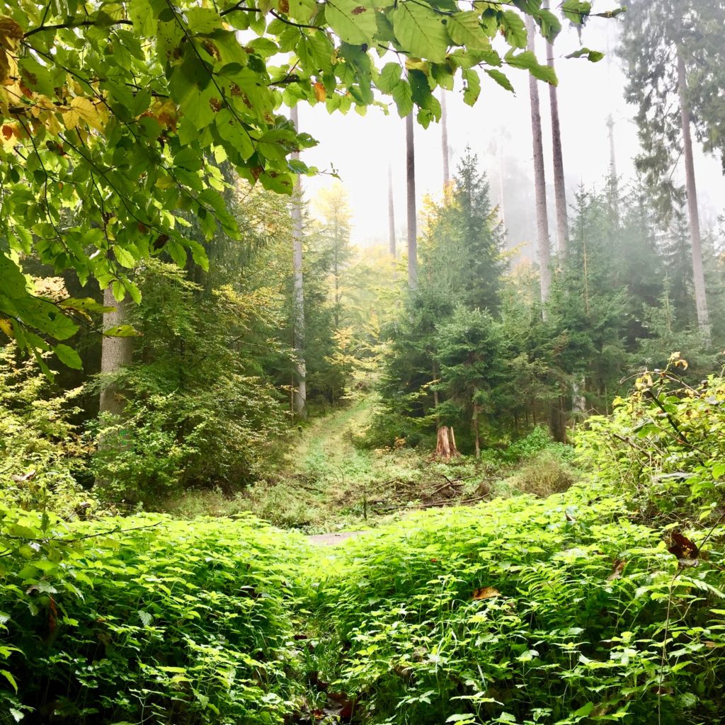 blick_durch_den_wald